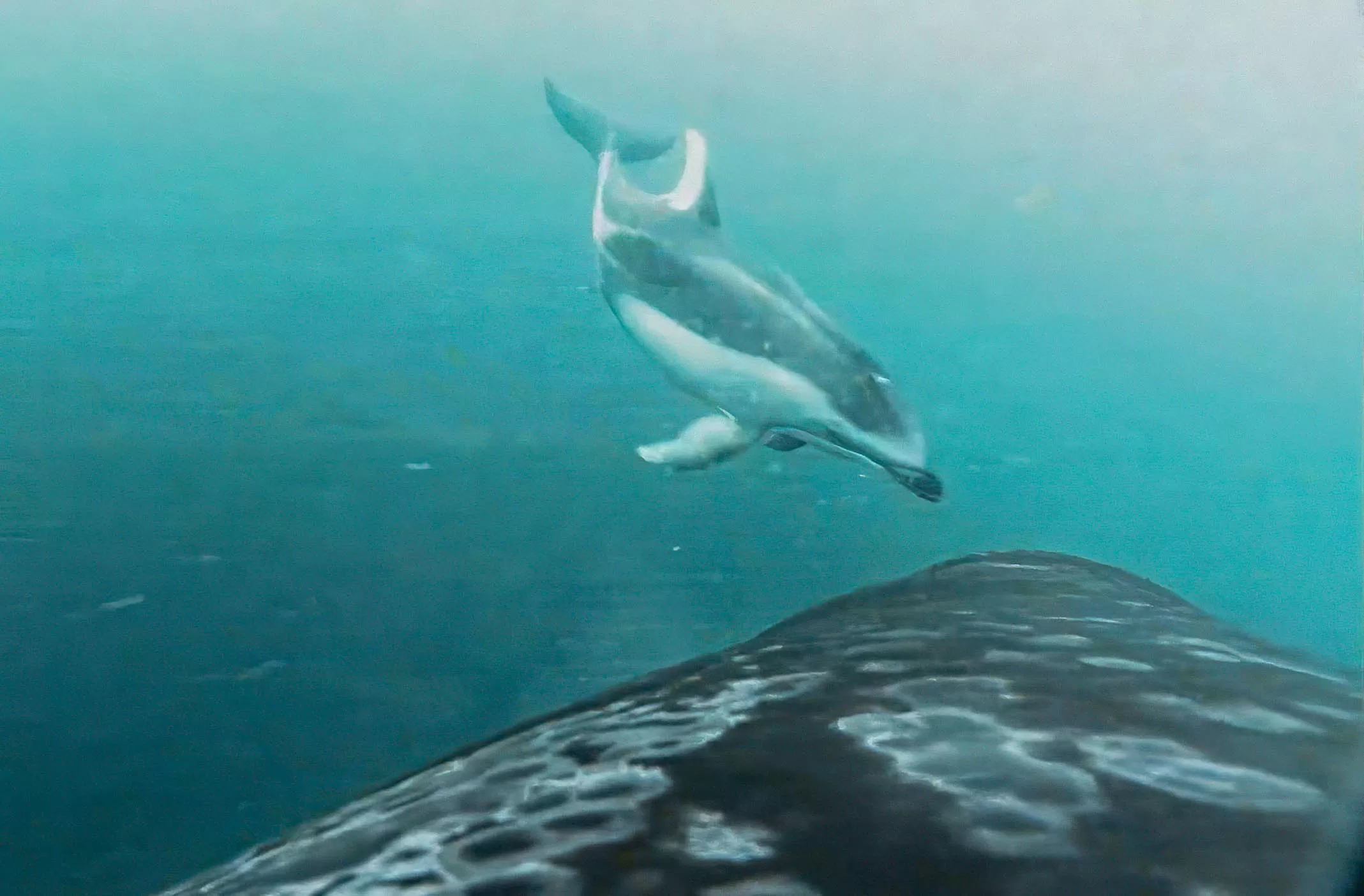 Vídeo registra orcas e golfinhos caçando juntos pela primeira vez