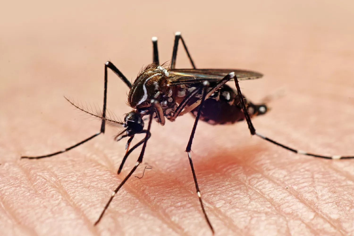 SP confirma primeira morte por dengue em 2026; país já soma 11 mil casos prováveis da doença