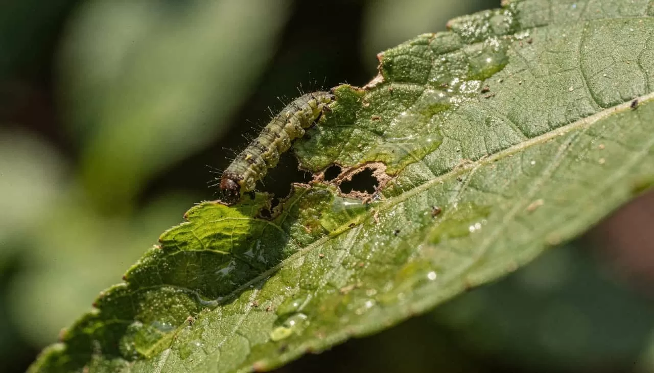 A planta que percebe o barulho da mastigação e prepara um veneno para se defender