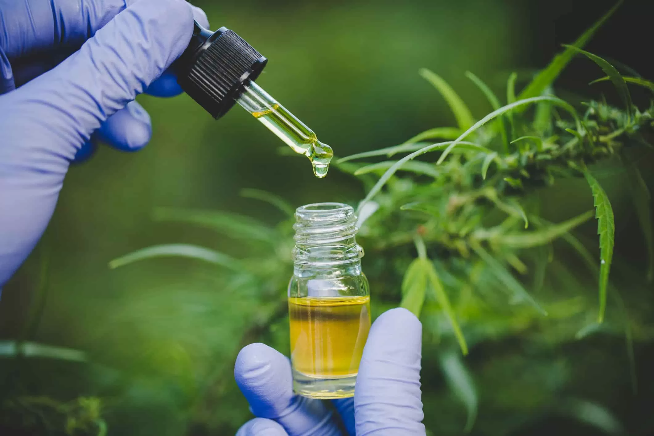 Anvisa apresenta proposta para regulamentar cannabis medicinal