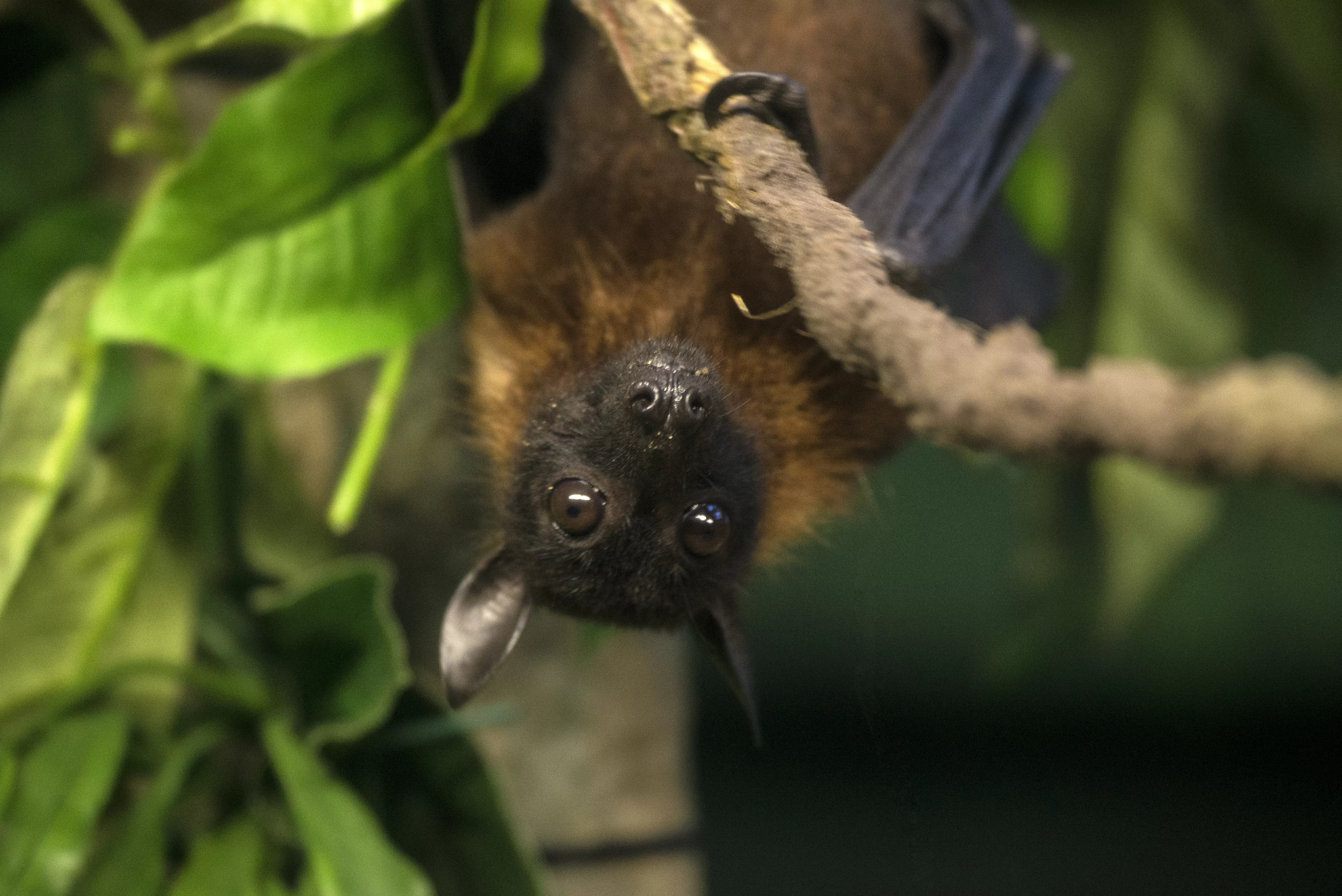 Vírus Nipah: entenda quem é o patógeno letal que preocupa a Ásia e se há risco de pandemia