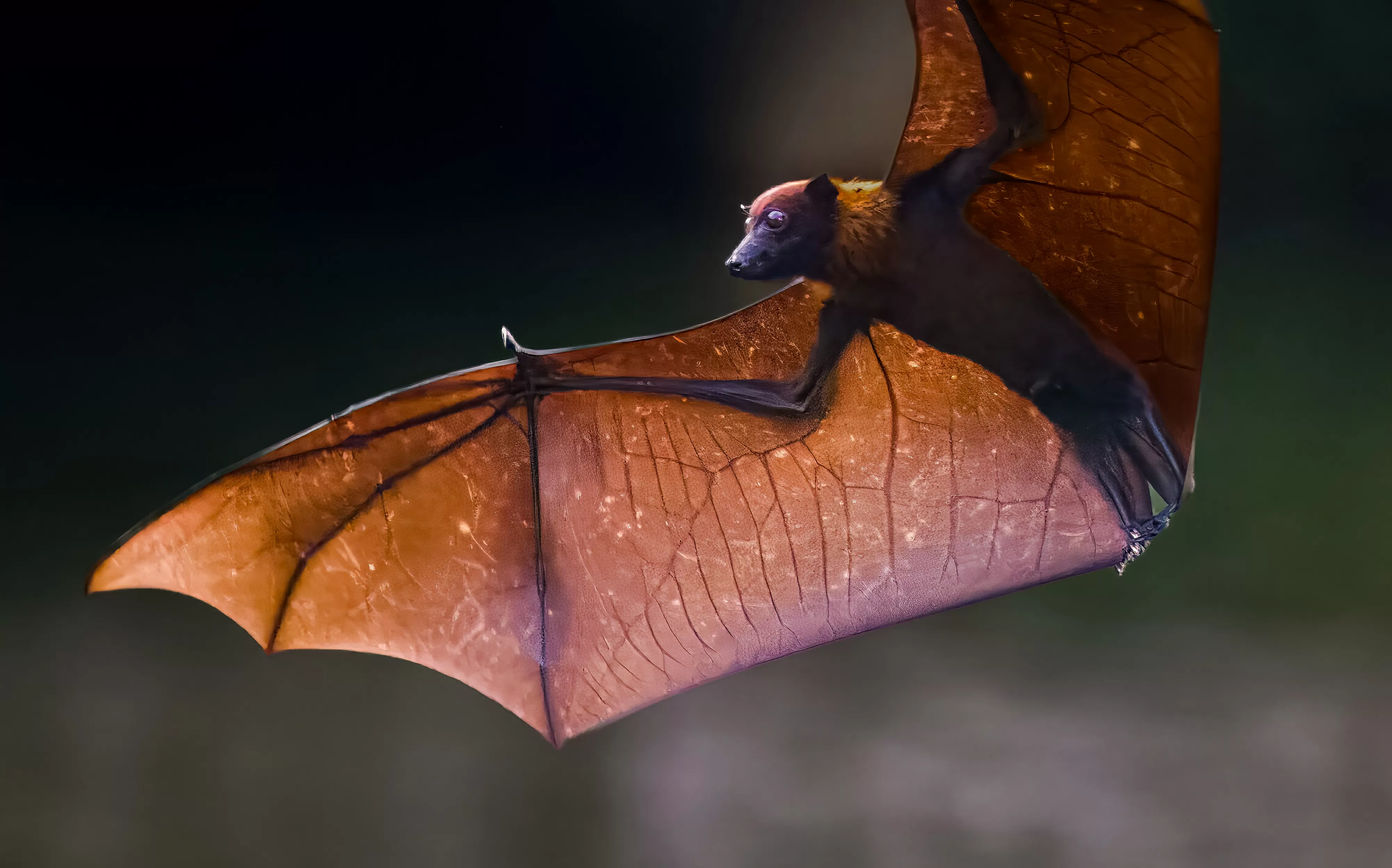 Conheça a raposa-voadora, espécie de morcego gigante que hospeda vírus Nipah