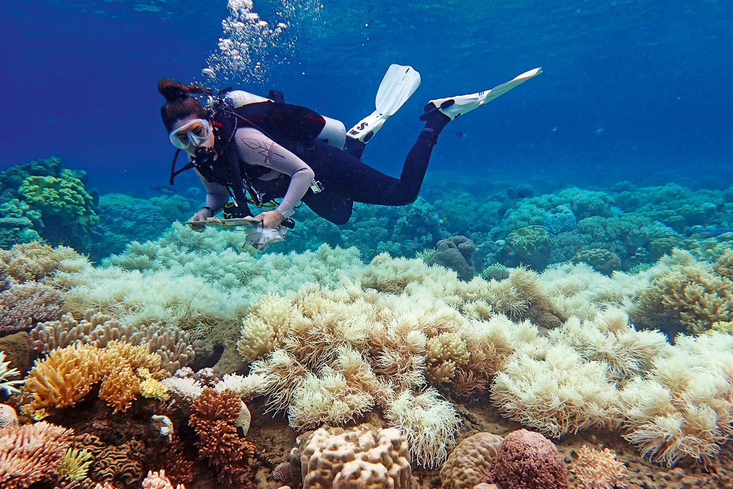 Aquecimento do oceano já atinge 80% dos recifes de corais do planeta, diz estudo