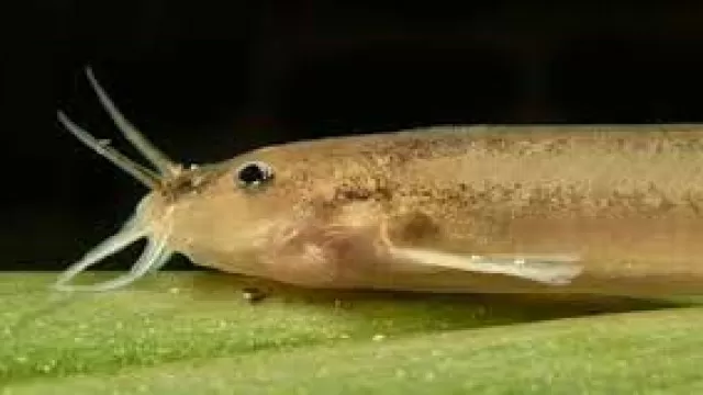 Pesquisadores descobrem tipo raro de bagre dourado no Parque da Tijuca