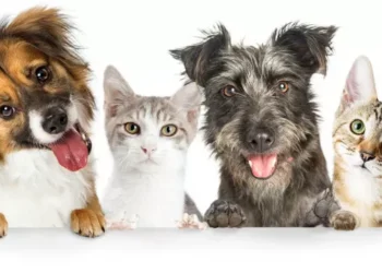 Cães e gatos só poderão ser vendidos após 4 meses de vida em SP; veja o que diz a nova lei