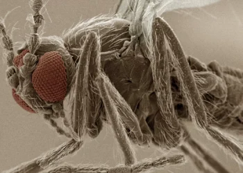 Febre oropouche avança no Brasil em sinal de alerta para a saúde pública