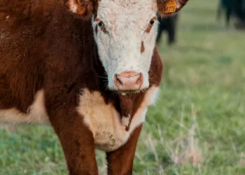 Inovação e futuro do mercado imobiliário na economia global.