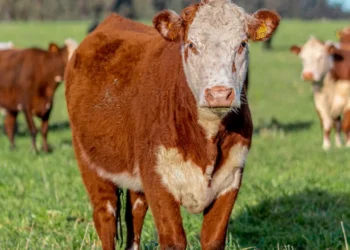 “Experiências positivas no desenvolvimento econômico”