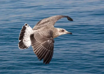 “Perspectivas do mercado imobiliário na Costa del Sol”