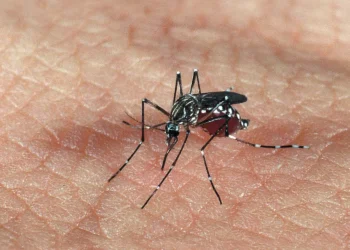 Com mais de 110 mortes, São Paulo decreta emergência por dengue em todo o estado