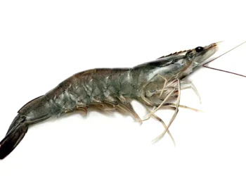 Microplásticos contaminam até 90% dos camarões do litoral paulista, aponta estudo