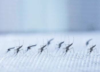 Chikungunya: após aval da Anvisa, Ministério da Saúde pede incorporação de vacina