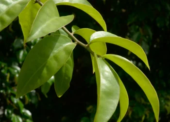 O que está por trás da venda e da proibição dos suplementos de ora-pro-nóbis