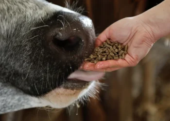 Antraz: República Democrática do Congo tem surto e Tailândia registra morte