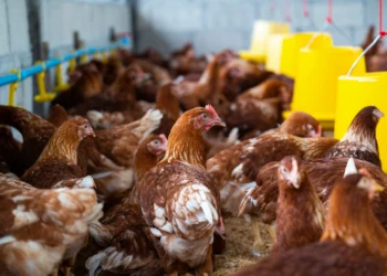 Governo confirma novo caso de gripe aviária no Mato Grosso