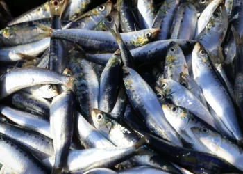 29.º Festival da Sardinha de Portimão espera mais de 130 mil visitantes