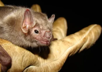 Cientistas isolam vírus ‘primo’ do sarampo encontrado em morcegos na América Latina
