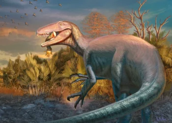 Nova espécie de dinossauro é encontrada na Argentina com presa entre os dentes