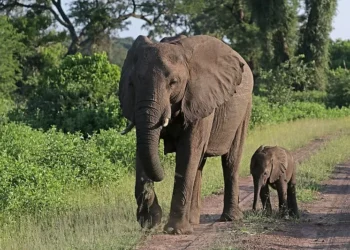 Primeira vacina contra vírus mortal em filhotes de elefantes tem participação brasileira