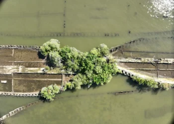 Destroços das guerras mundiais viram refúgio de vida marinha; confira imagens e vídeos