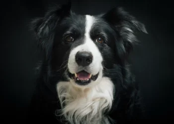 Cães mostram habilidade de linguagem antes vista só em humanos