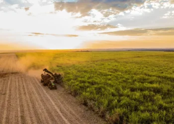Pesquisa identifica inseto que pode estar por trás de prejuízos na cana-de-açúcar