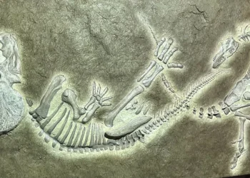 Devemos uma desculpa ao T. Rex: fóssil histórico não é o que parece ser