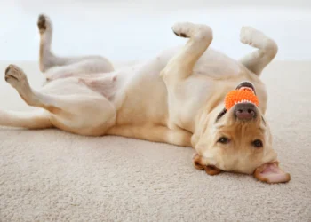 Cães podem se ‘viciar’ em bolinhas como humanos desenvolvem dependências