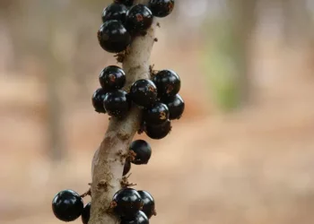 Motivos para pensar duas vezes antes de descartar a casca da jabuticaba