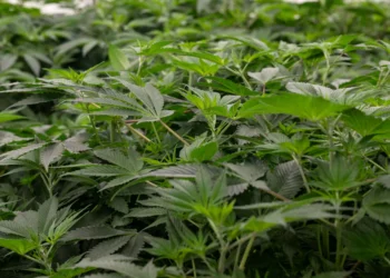 Anvisa autoriza Embrapa a pesquisar cultivo de cannabis para fins medicinais