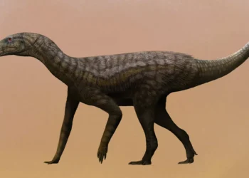 Médico brasileiro celebra paixão pela paleontologia que levou a descoberta inédita