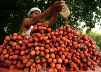 A hora e a vez da lichia: conheça nutrientes e benefícios da fruta que bomba no fim do ano