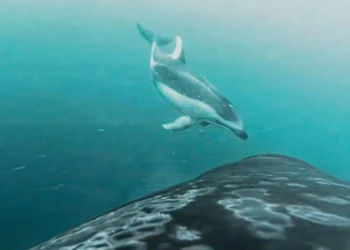 Vídeo registra orcas e golfinhos caçando juntos pela primeira vez