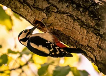 Você sabia que o pica-pau tem uma língua gigante que protege o cérebro durante as batidas?