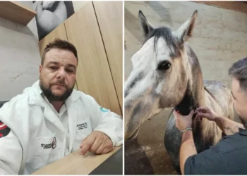 Médico veterinário defende nova e radical visão para velhice animal