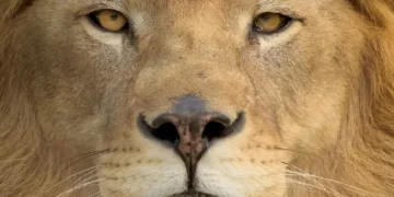 Prazo para empresas garantirem isenção de dividendos termina neste sábado