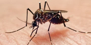 SP confirma primeira morte por dengue em 2026; país já soma 11 mil casos prováveis da doença