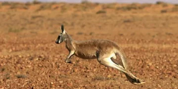 Mesmo com 250 kg, cangurus pré-históricos conseguiam saltar