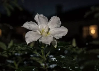 O segredo das flores que florescem no silêncio da noite