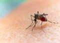 Mosquitos picam mais humanos conforme o desmatamento avança, diz estudo brasileiro
