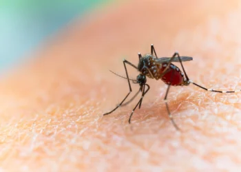 Mosquitos picam mais humanos conforme o desmatamento avança, diz estudo brasileiro