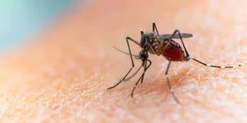 Mosquitos picam mais humanos conforme o desmatamento avança, diz estudo brasileiro