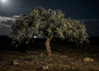 A descoberta científica surpreendente de que as árvores também tiram uma soneca durante a noite