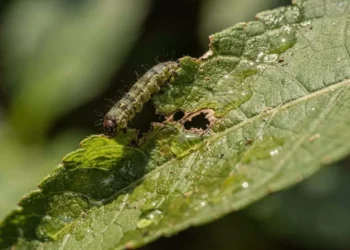 A planta que percebe o barulho da mastigação e prepara um veneno para se defender