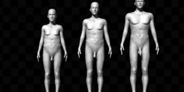 Tamanho do pênis humano tem duas funções evolutivas, diz estudo