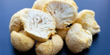 Consumo dos ‘cogumelos funcionais’ está na mira das autoridades sanitárias