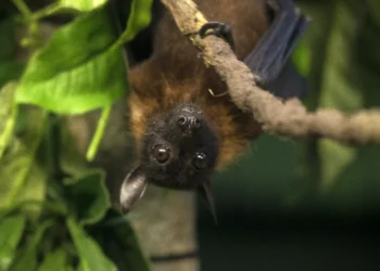 Vírus Nipah: entenda quem é o patógeno letal que preocupa a Ásia e se há risco de pandemia