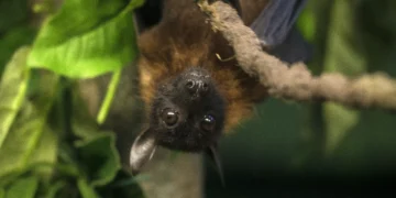 Vírus Nipah: entenda quem é o patógeno letal que preocupa a Ásia e se há risco de pandemia