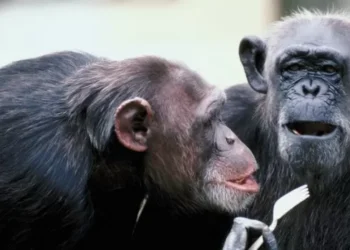 Macacos têm mais relações homossexuais quando vivem sob estresse, diz estudo