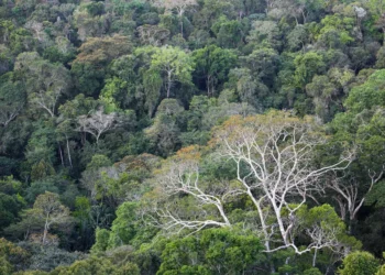 BNDES seleciona 7 fundos de investimento para Chamada de Clima; veja os escolhidos
